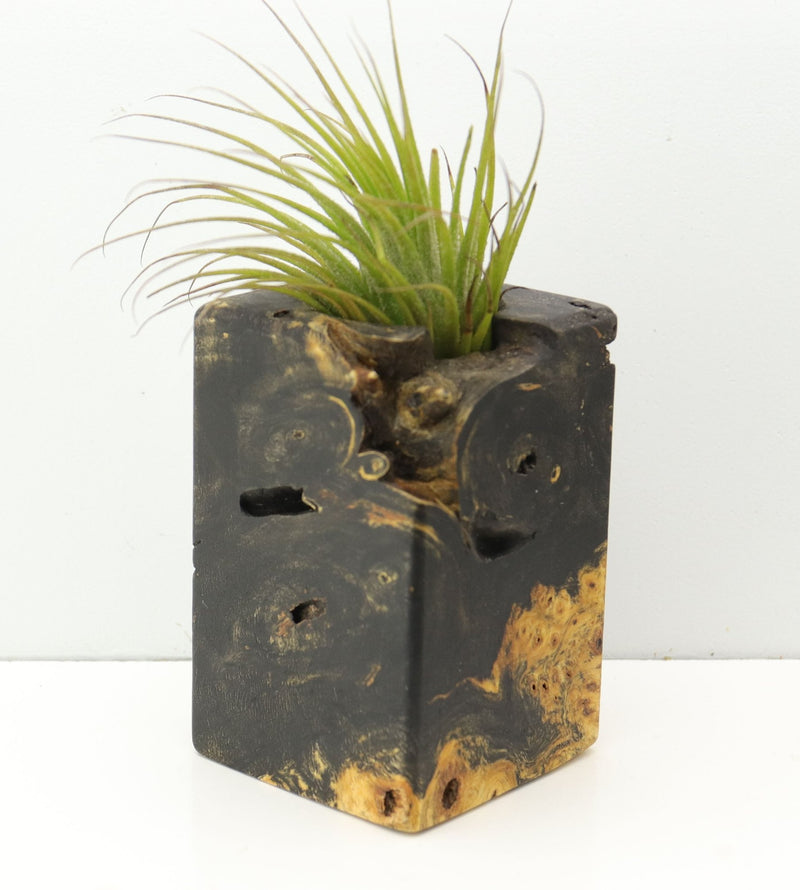 Wood Burl  Air Plant Holder - Kay (Wood Burl, 680091)