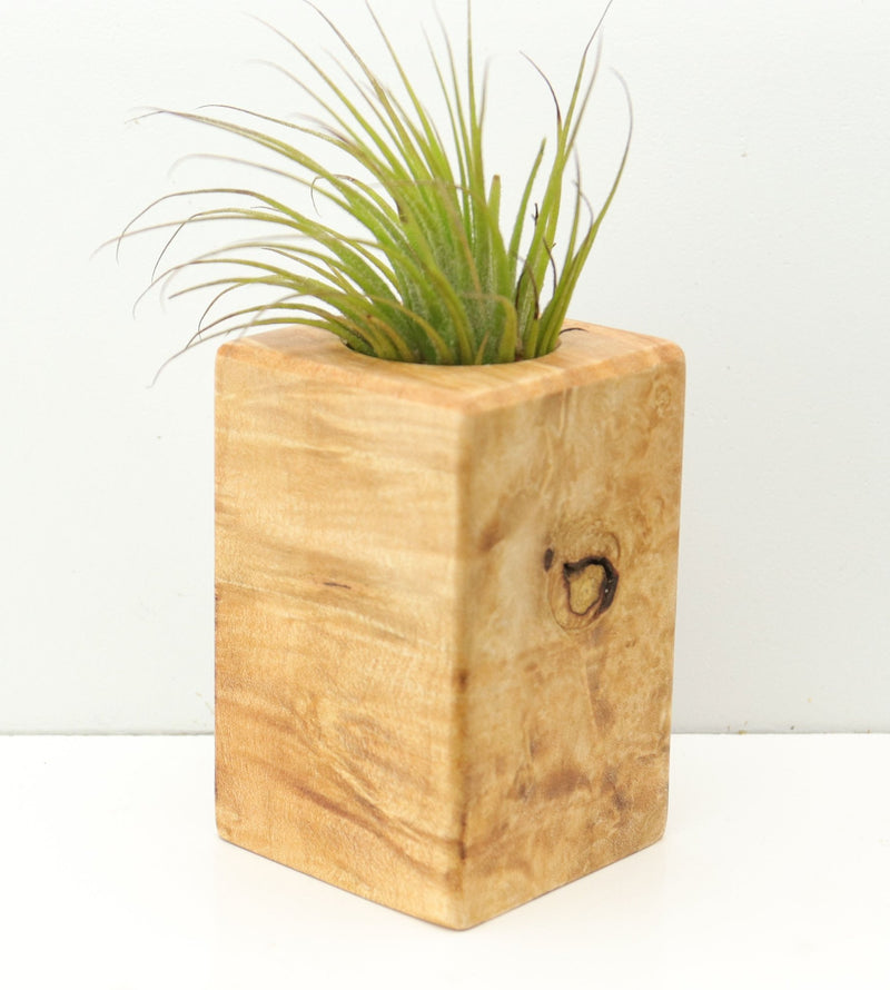 Wood Burl  Air Plant Holder - Latisha (Wood Burl, 680092)
