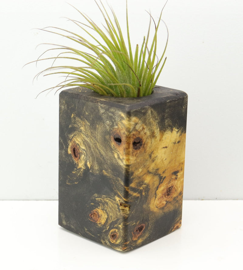 Wood Burl  Air Plant Holder - Bella (Wood Burl, 680093)