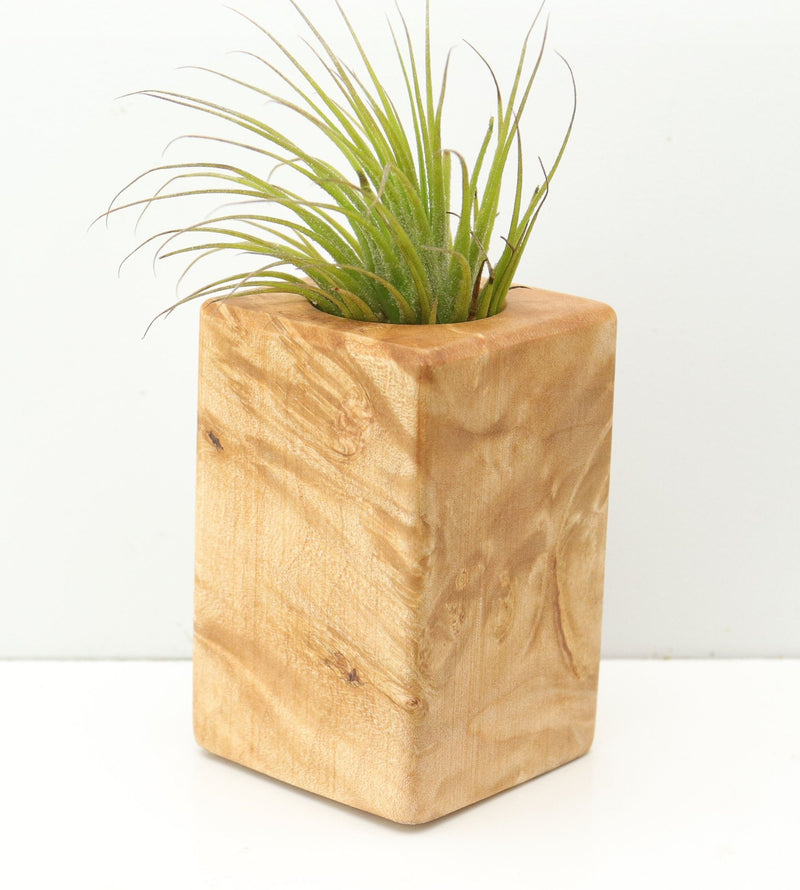 Wood Burl  Air Plant Holder - Knox (Wood Burl, 680094)