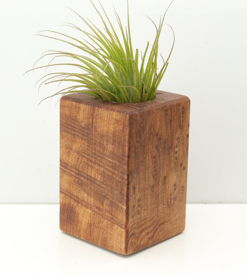 Wood Burl  Air Plant Holder - Glenda (Wood Burl, 680095)