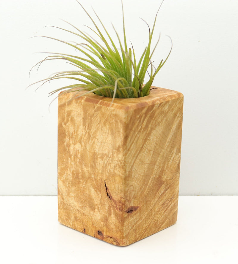 Wood Burl  Air Plant Holder - Gina (Wood Burl, 680096)