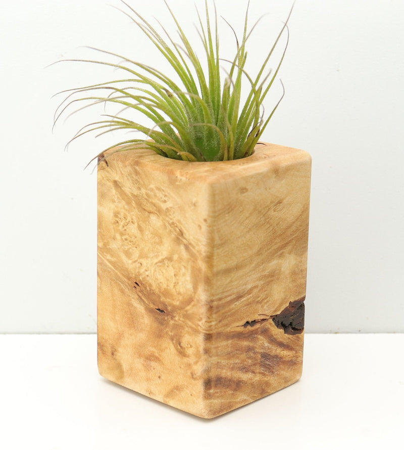 Wood Burl  Air Plant Holder - Danica (Wood Burl, 680097)