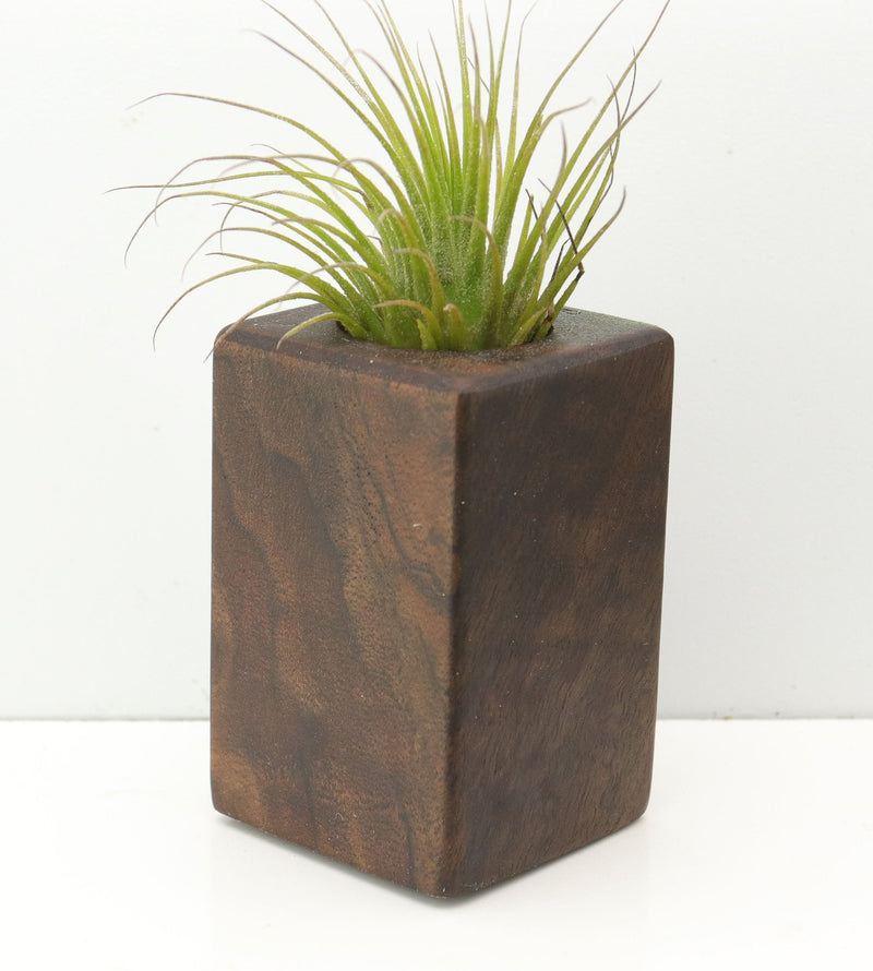 Wood Burl  Air Plant Holder - Lela (Wood Burl, 680098)