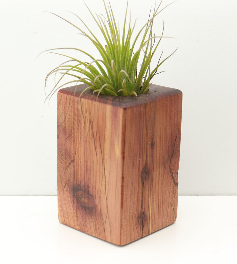 Wood Burl  Air Plant Holder - Sutton (Wood Burl, 680099)