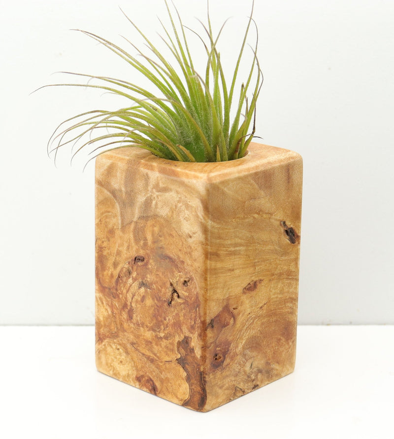 Wood Burl  Air Plant Holder - Brantley (Wood Burl, 680100)