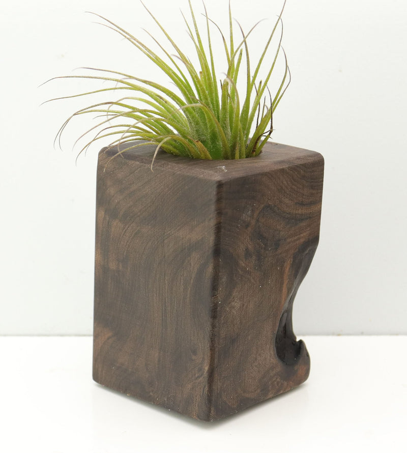 Wood Burl  Air Plant Holder - Naomi (Wood Burl, 680101)