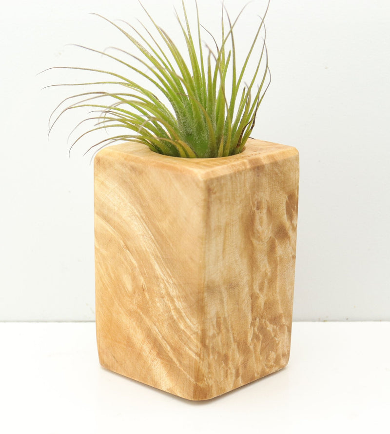 Wood Burl  Air Plant Holder - Helen (Wood Burl, 680102)