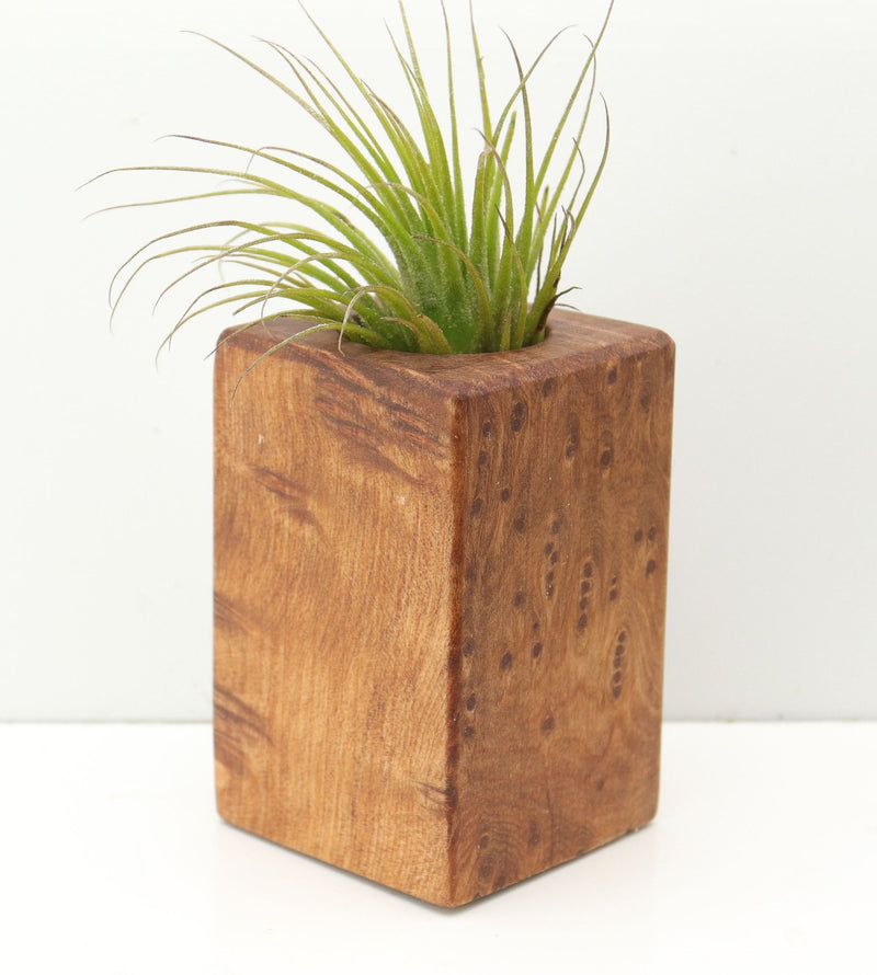 Wood Burl  Air Plant Holder - Asher (Wood Burl, 680103)