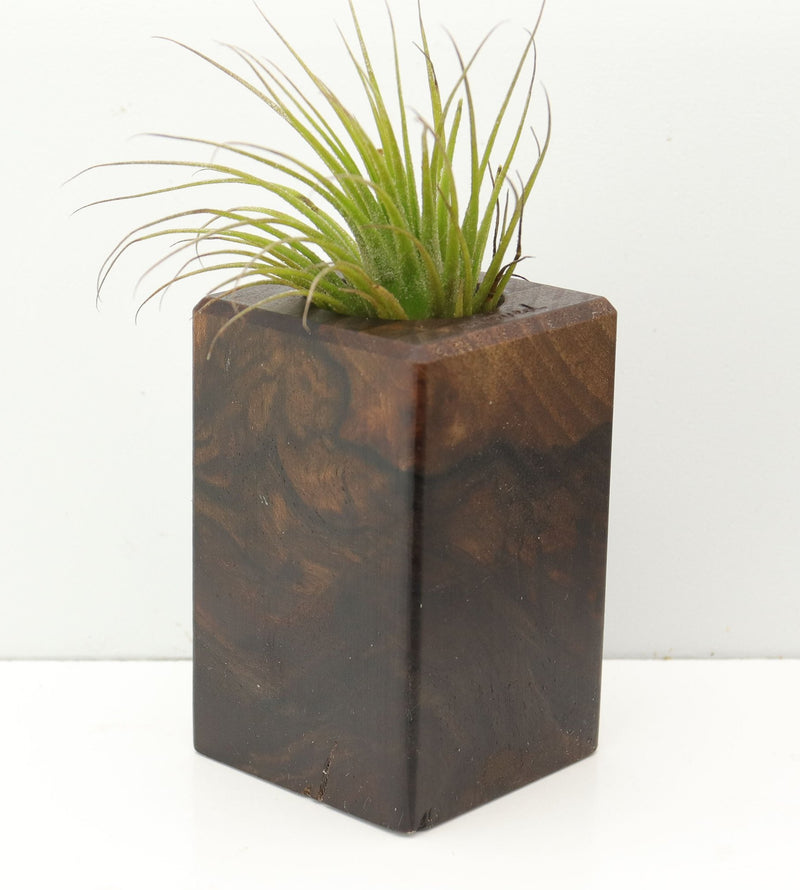 Wood Burl  Air Plant Holder - Erma (Wood Burl, 680104)