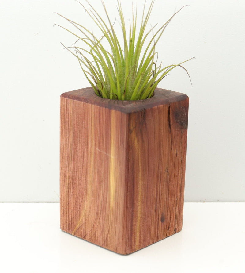 Wood Burl  Air Plant Holder - Jenifer (Wood Burl, 680105)
