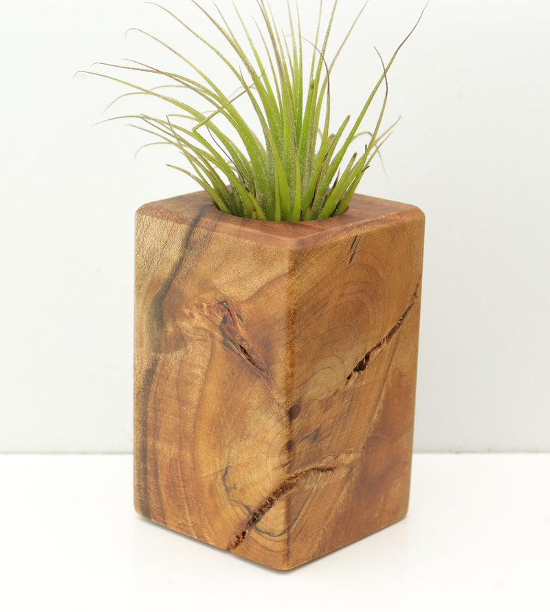 Wood Burl  Air Plant Holder - Hayden (Wood Burl, 680106)