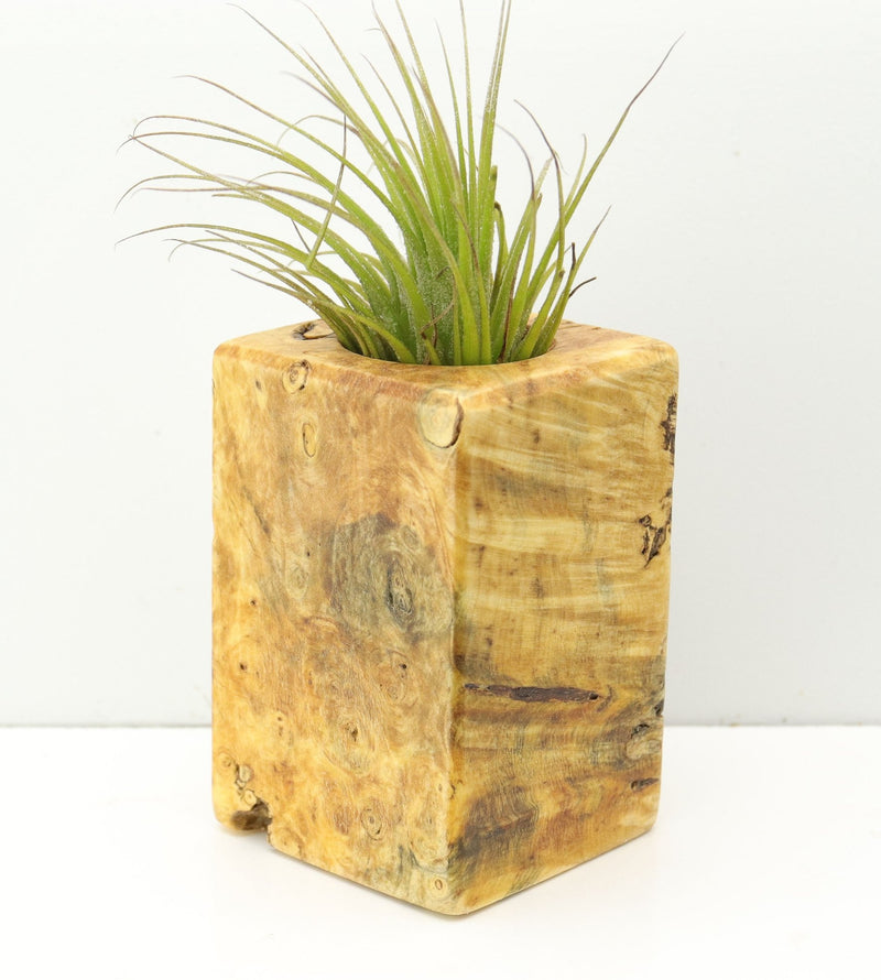 Wood Burl  Air Plant Holder - Antonio (Wood Burl, 680107)