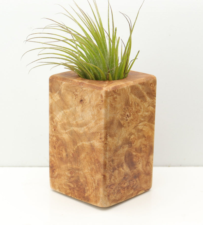 Wood Burl  Air Plant Holder - Lane (Wood Burl, 680108)