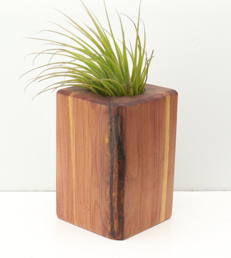 Wood Burl  Air Plant Holder - Chuck (Wood Burl, 680109)