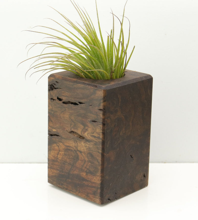 Wood Burl  Air Plant Holder - Emilio (Wood Burl, 680110)