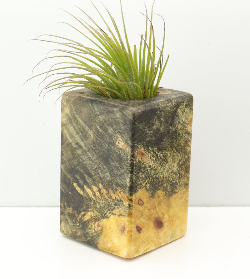 Wood Burl  Air Plant Holder - Laurie (Wood Burl, 680111)