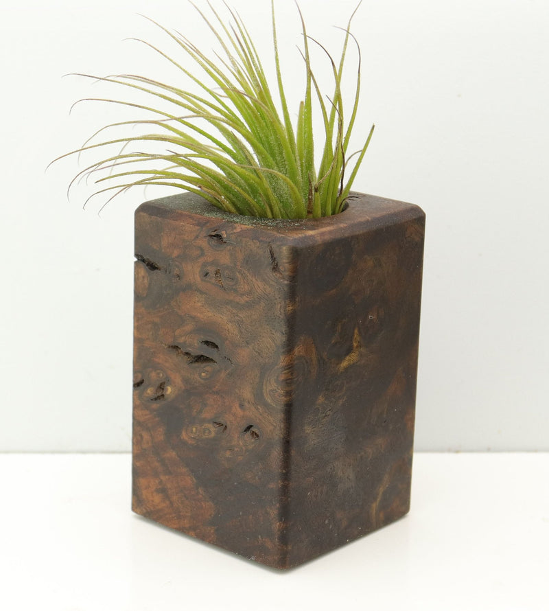 Wood Burl  Air Plant Holder - Katlyn (Wood Burl, 680112)