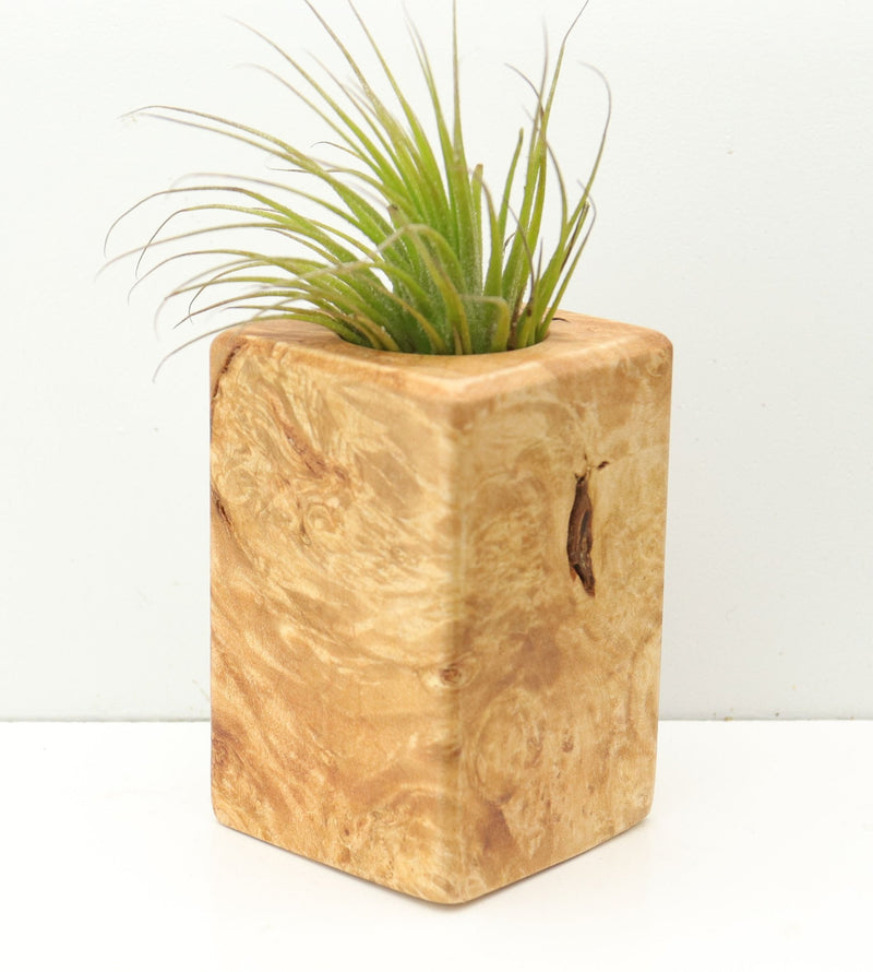 Wood Burl  Air Plant Holder - Jolene (Wood Burl, 680113)