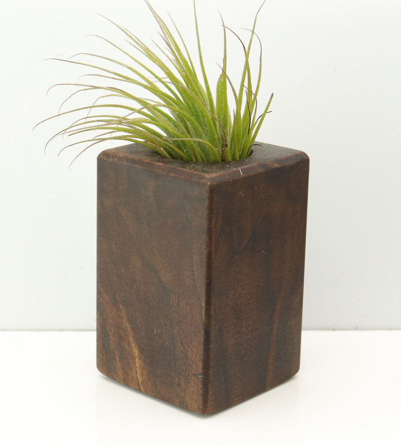 Wood Burl  Air Plant Holder - Tamara (Wood Burl, 680114)