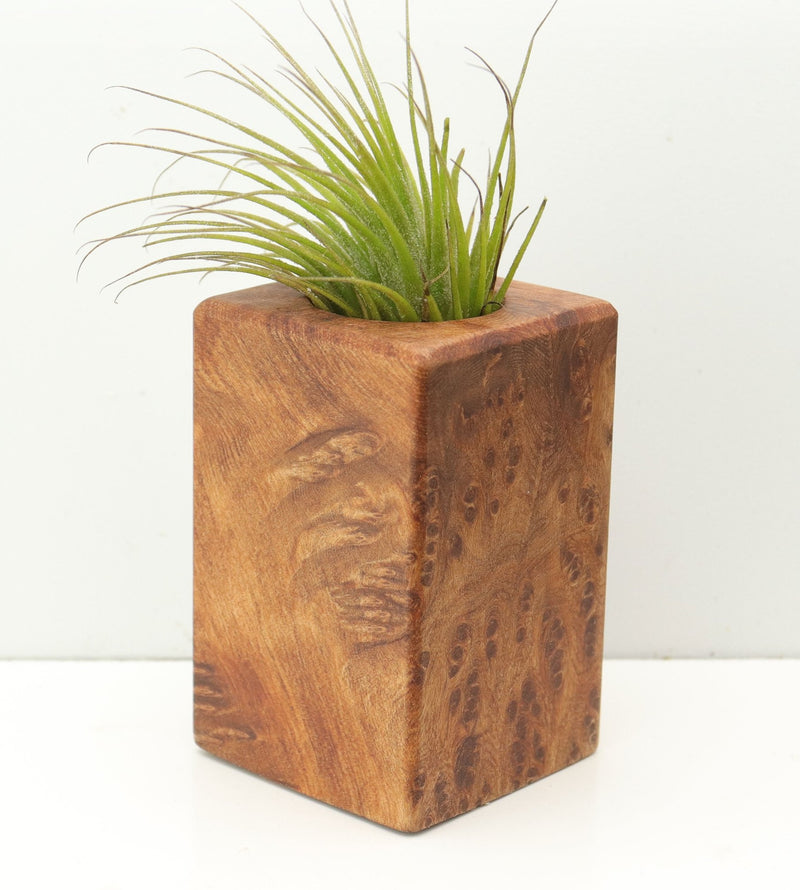 Wood Burl  Air Plant Holder - Lorrie (Wood Burl, 680116)