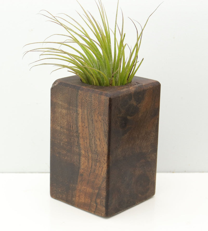Wood Burl  Air Plant Holder - Benny (Wood Burl, 680117)