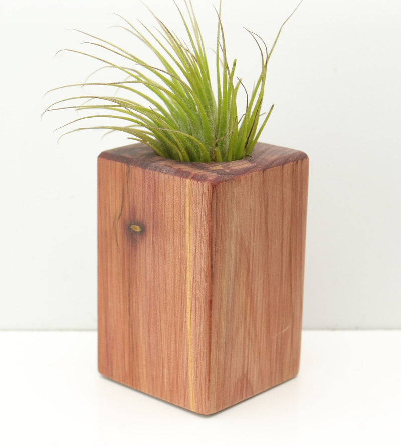 Wood Burl  Air Plant Holder - Carson (Wood Burl, 680118)