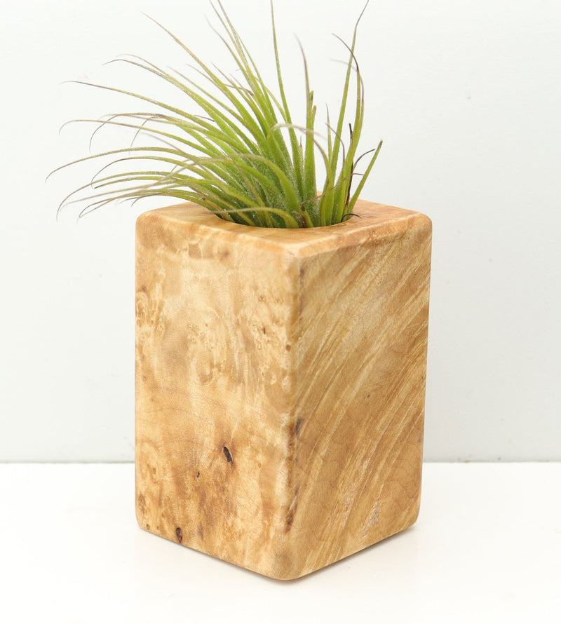 Wood Burl  Air Plant Holder - Theo (Wood Burl, 680119)