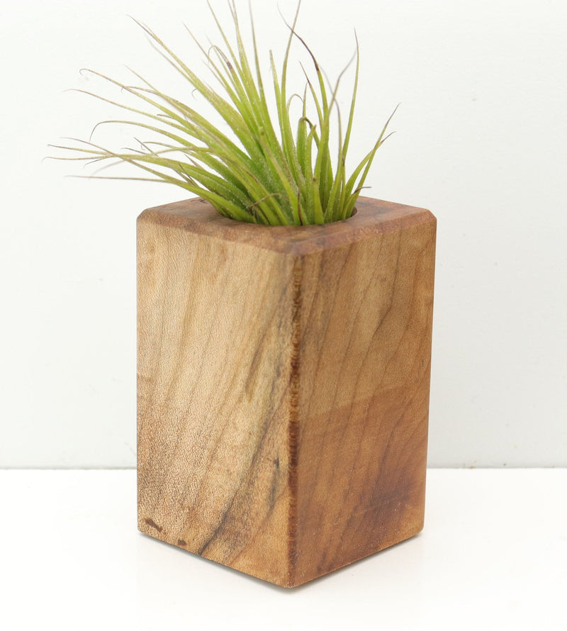 Wood Burl  Air Plant Holder - Daisy (Wood Burl, 680120)