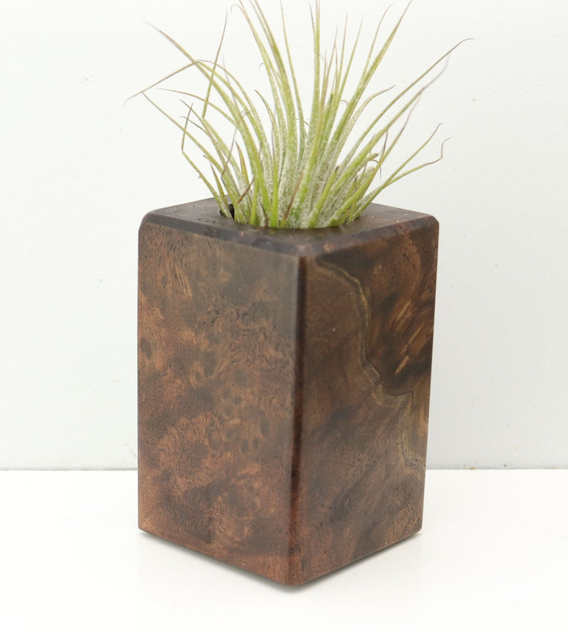 Wood Burl  Air Plant Holder - Wilson (Wood Burl, 680343)