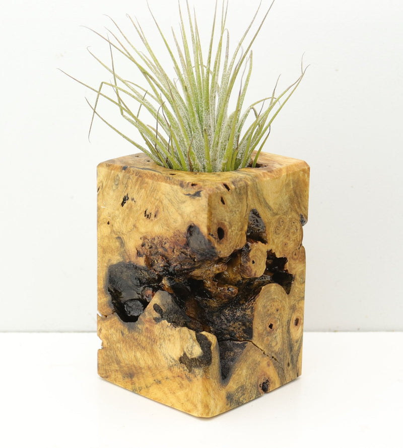 Wood Burl  Air Plant Holder - Leo (Wood Burl, 680344)