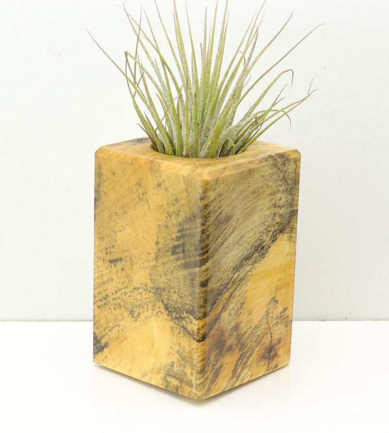 Wood Burl  Air Plant Holder - Charlotte (Wood Burl, 680345)