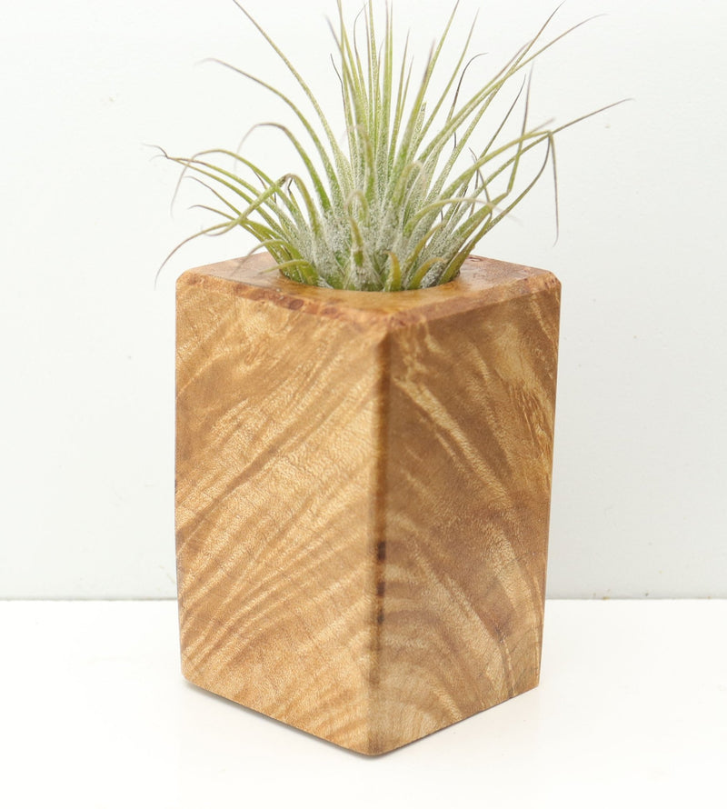Wood Burl  Air Plant Holder - Ted (Wood Burl, 680347)
