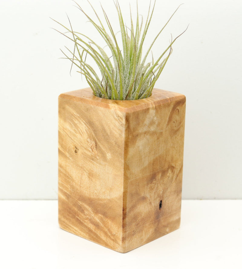Wood Burl  Air Plant Holder - Patti (Wood Burl, 680348)