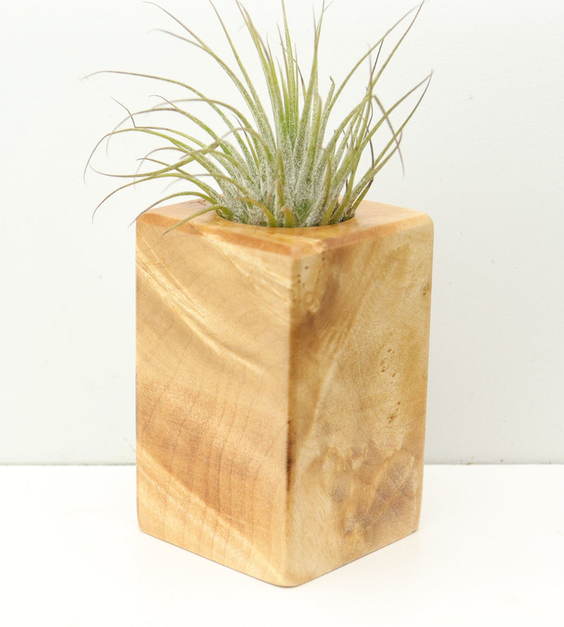 Wood Burl  Air Plant Holder - Malia (Wood Burl, 680349)