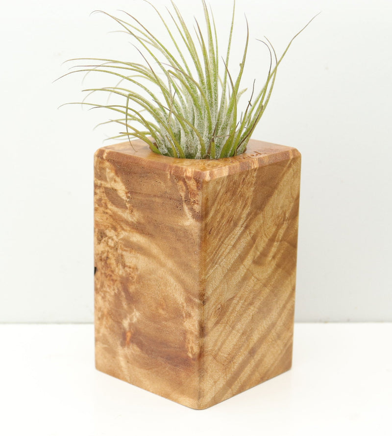 Wood Burl  Air Plant Holder - Elmer (Wood Burl, 680350)