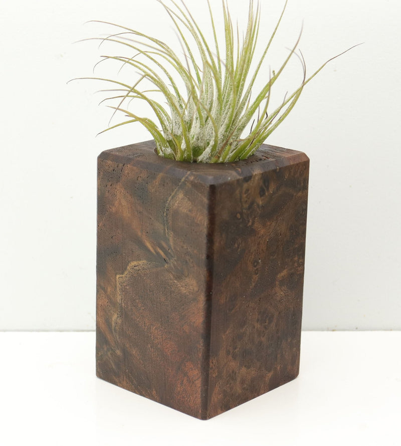 Wood Burl  Air Plant Holder - Kaitlyn (Wood Burl, 680351)