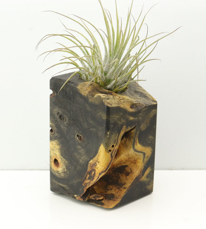 Wood Burl  Air Plant Holder - Braylen (Wood Burl, 680352)