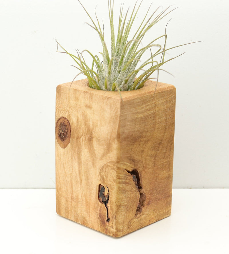Wood Burl  Air Plant Holder - Pam (Wood Burl, 680353)