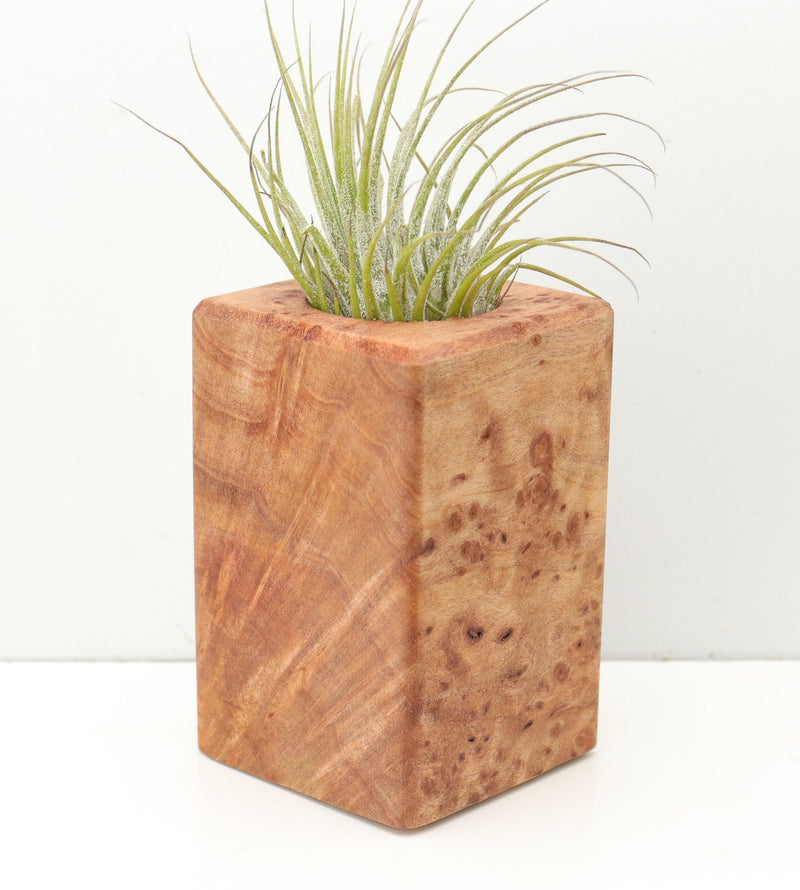 Wood Burl  Air Plant Holder - Cash (Wood Burl, 680354)