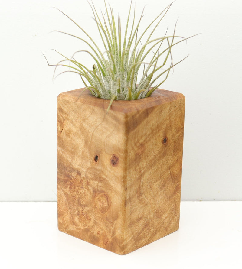 Wood Burl  Air Plant Holder - Johnnie (Wood Burl, 680355)