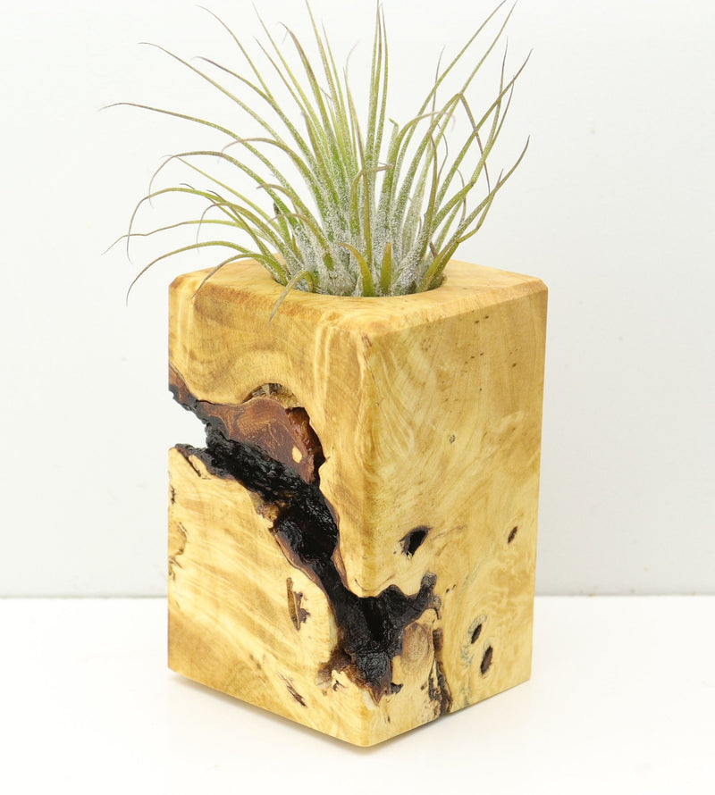 Wood Burl  Air Plant Holder - Dolores (Wood Burl, 680356)