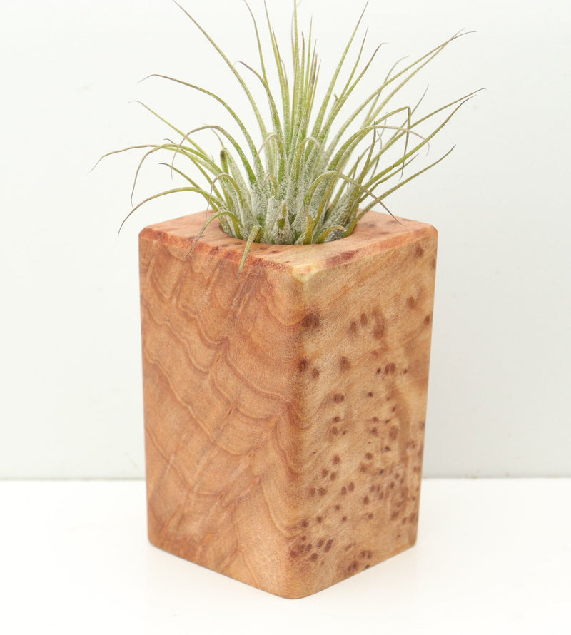 Wood Burl  Air Plant Holder - Blakely (Wood Burl, 680357)