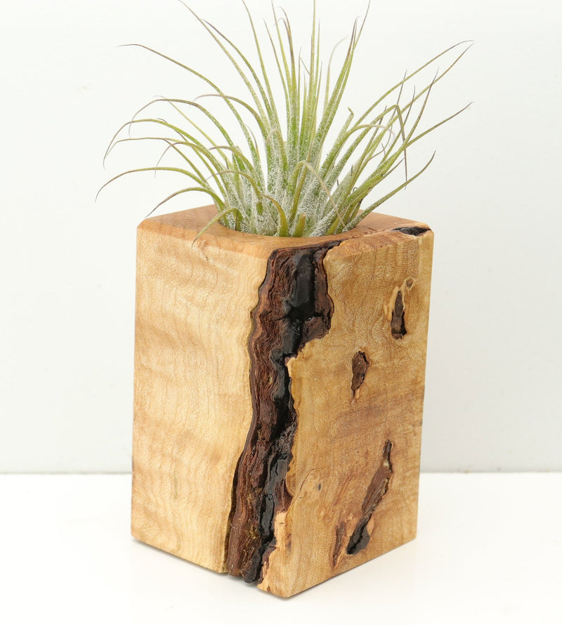 Wood Burl  Air Plant Holder - Winifred (Wood Burl, 680358)