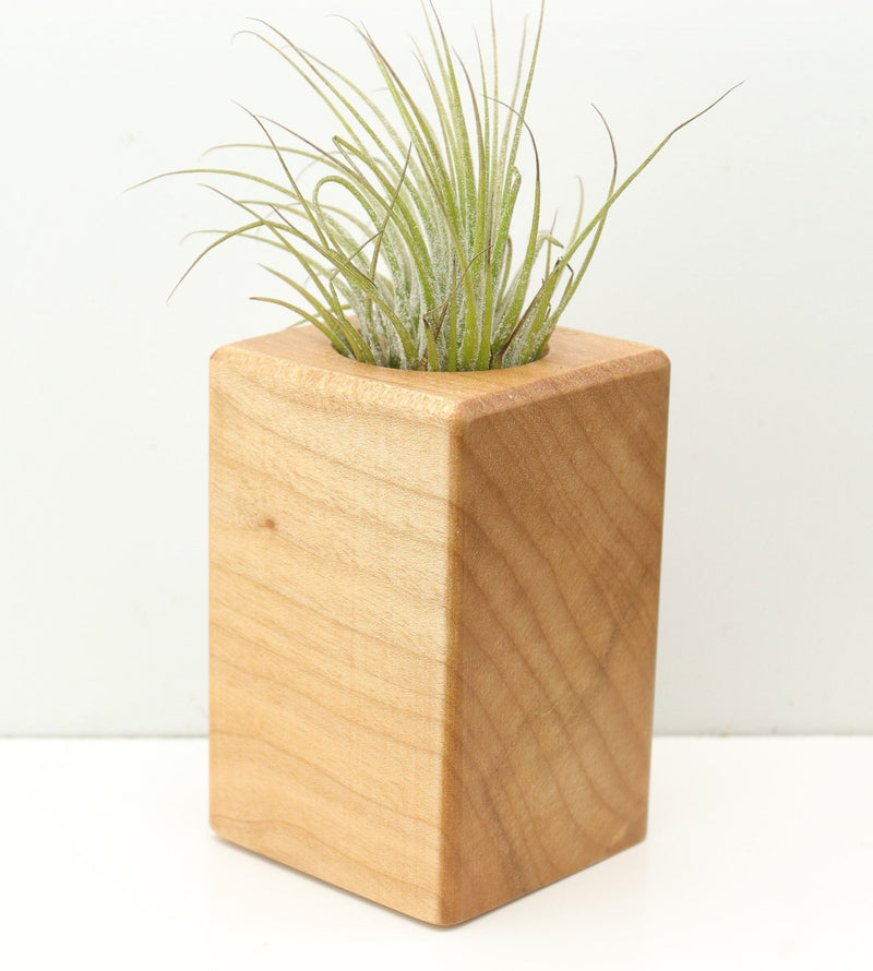 Wood Burl  Air Plant Holder - Alec (Wood Burl, 680359)
