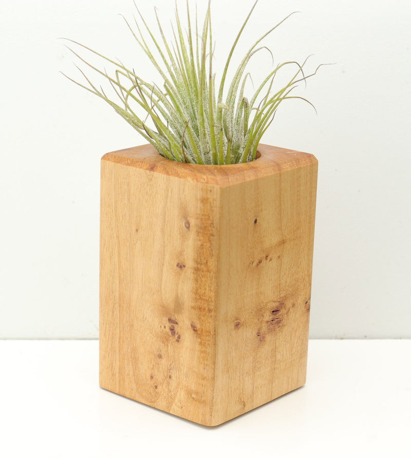 Wood Burl  Air Plant Holder - Iker (Wood Burl, 680360)