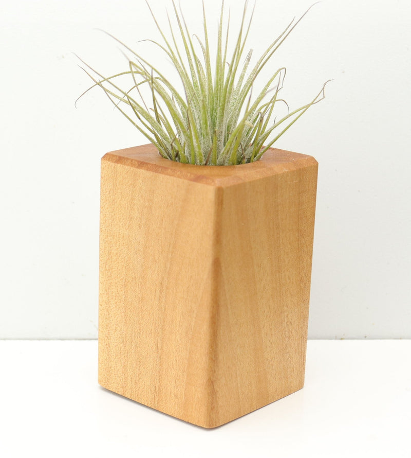 Wood Burl  Air Plant Holder - Cesar (Wood Burl, 680361)