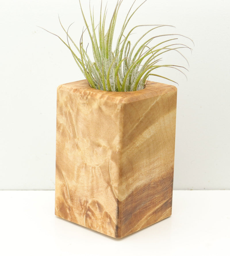 Wood Burl  Air Plant Holder - Maryann (Wood Burl, 680362)