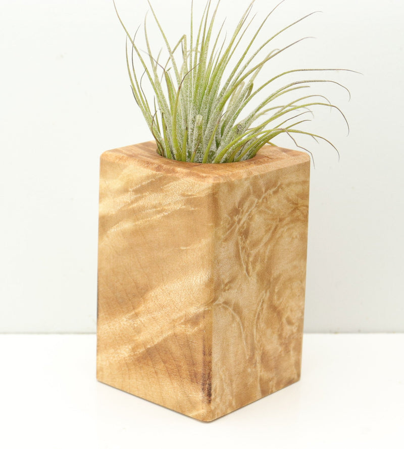 Wood Burl  Air Plant Holder - Camryn (Wood Burl, 680363)