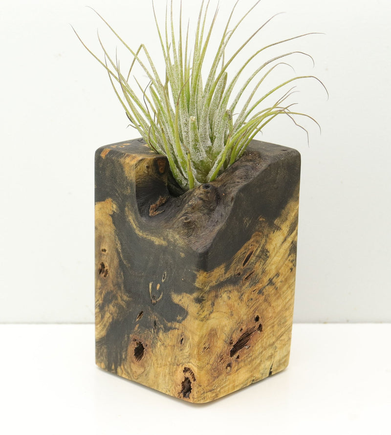 Wood Burl  Air Plant Holder - Jalen (Wood Burl, 680364)